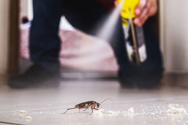 Best Wasp Removal Services  in Dock Junction, GA