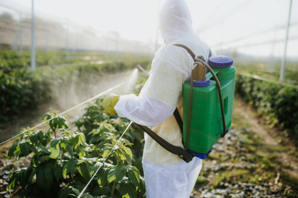 Best Mosquito Control Services  in Dock Junction, GA